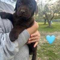 Cuccioli Labrador