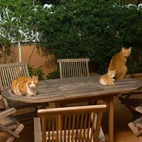 Tavolo con sedie in teak