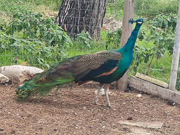 Coppia pavoni adulti