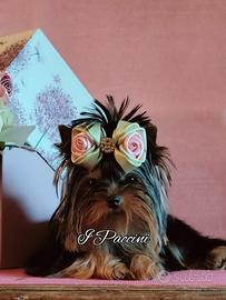 Tiny Mini Toy Yorkshire Terrier