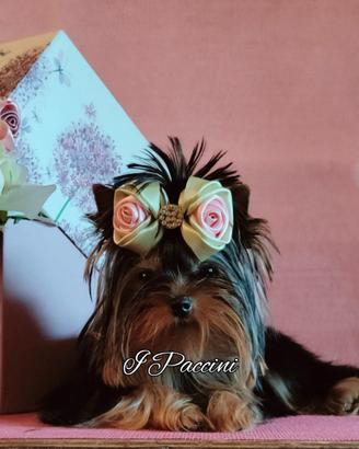 Tiny Mini Toy Yorkshire Terrier
