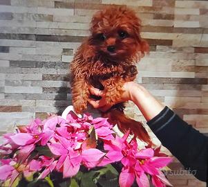 MALTIPOO teacup di 11 mesi e 1,5 kg