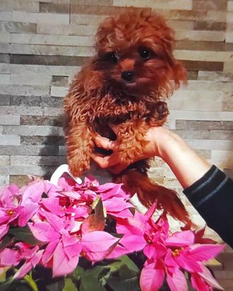 MALTIPOO teacup di 11 mesi e 1,5 kg