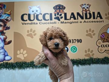 Barboncino mini toy red maschio anche a rate