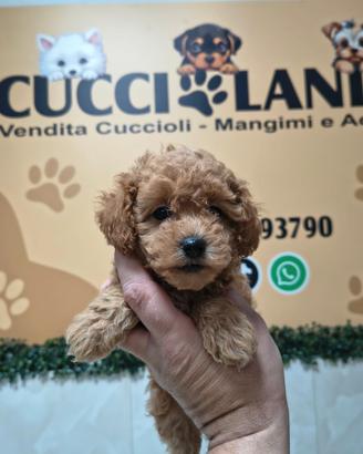 Barboncino mini toy red maschio anche a rate