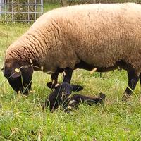 Pecora Suffolk con agnello