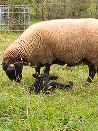 Pecora Suffolk con agnello