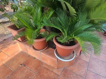 cycas