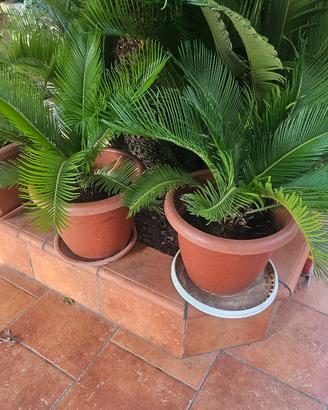 cycas