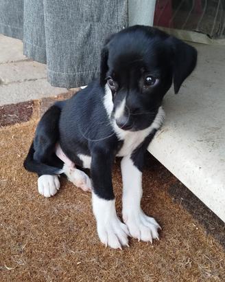Cucciolo Whippet levriero chihuahua