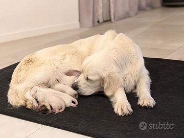 Golden retriver