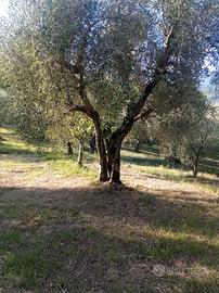 Terreno coltivato a oliveto