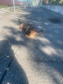 Cane dolcissimo per famiglia amorevole