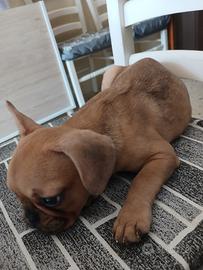 Bulldog francese femminuccia