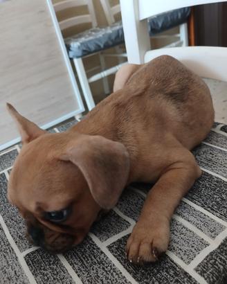 Bulldog francese femminuccia