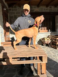 Segugio Italiano Pelo Raso