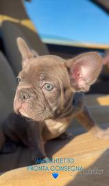 Bulldog francese