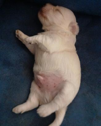 maltese mini toy
