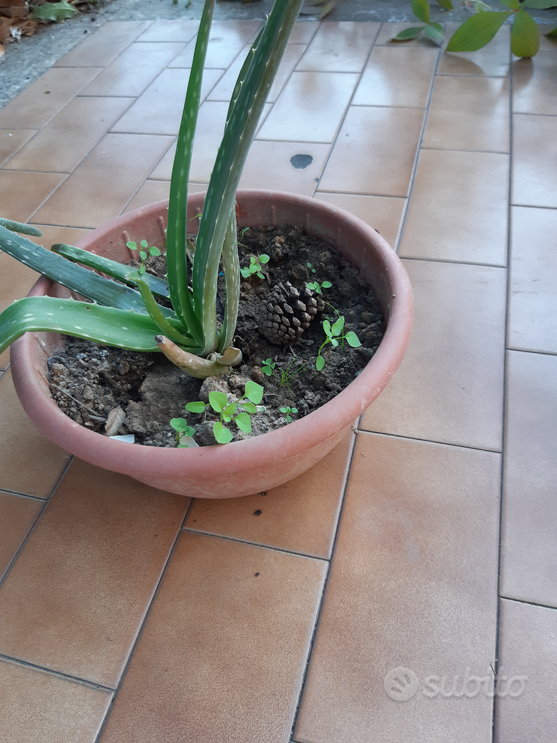 piante grasse aloe - Giardino e Fai da te In vendita a Verona