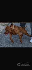 Pitbull