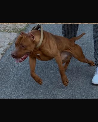 Pitbull