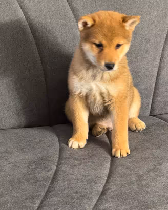 Shiba Inu con pedegree Enci