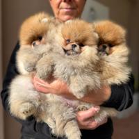 Spitz nano spitz di Pomerania