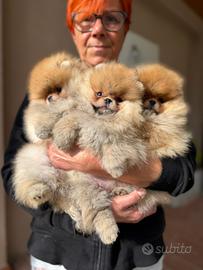 Spitz nano spitz di Pomerania