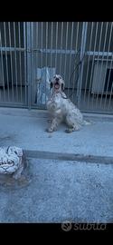 Setter inglese