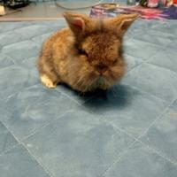 Cuccioli conigli nani : testa di leone e d' angora