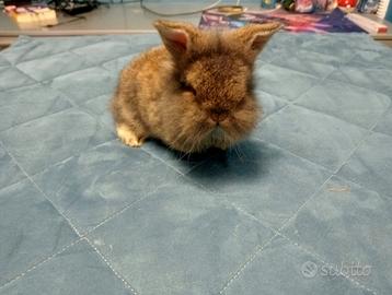 Cuccioli conigli nani : testa di leone e d' angora