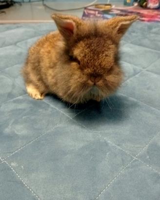 Cuccioli conigli nani : testa di leone e d' angora