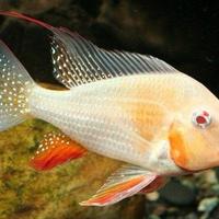 Pesci Tropicali Acarichthys heckelii albino