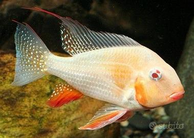 Pesci Tropicali Acarichthys heckelii albino