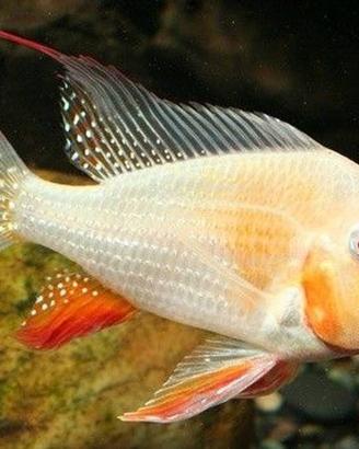 Pesci Tropicali Acarichthys heckelii albino