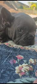 Bulldog francese blue