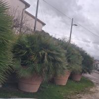 palme in vaso di resina