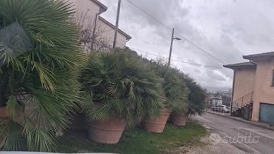 palme in vaso di resina