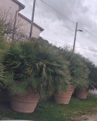 palme in vaso di resina