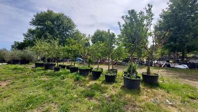 alberi da frutto