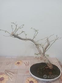 bonsai di bouganville 