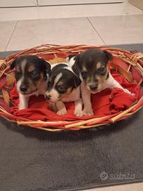 Cuccioli di Jack Russell Terrier