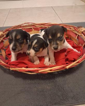 Cuccioli di Jack Russell Terrier