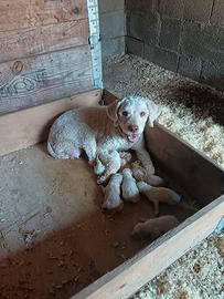 Cuccioli Lagotto Romagnolo