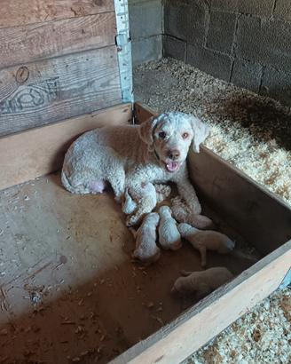 Cuccioli Lagotto Romagnolo