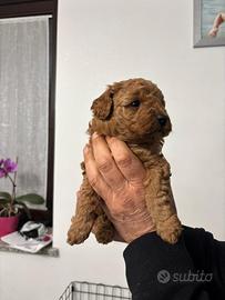 Barboncino femmina disponibile a Pasqua