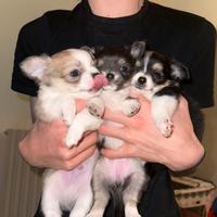 Cuccioli di chihuahua purissimi mini pelo lungo