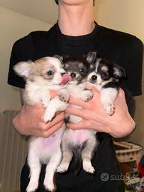 Cuccioli di chihuahua purissimi mini pelo lungo