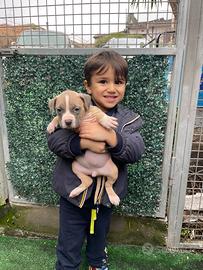 American pitbull terrier ukc pedigree