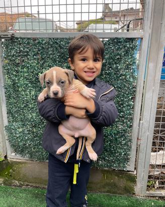 American pitbull terrier ukc pedigree